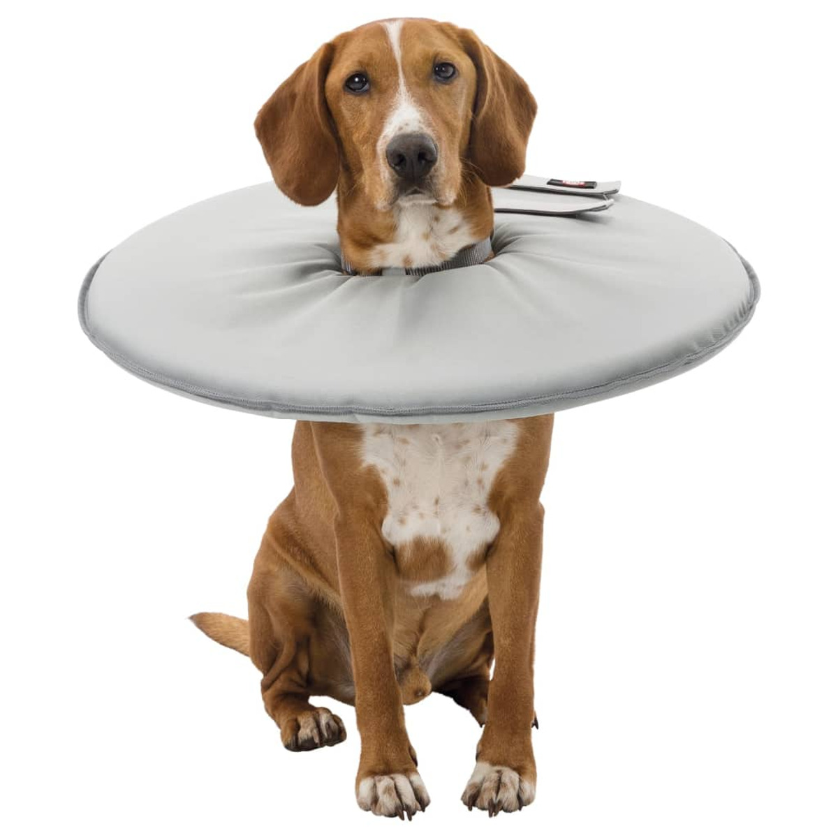 Brauner Hund mit grauem aufblasbaren Halskragen. Der Hund sitzt auf weißem Untergrund.