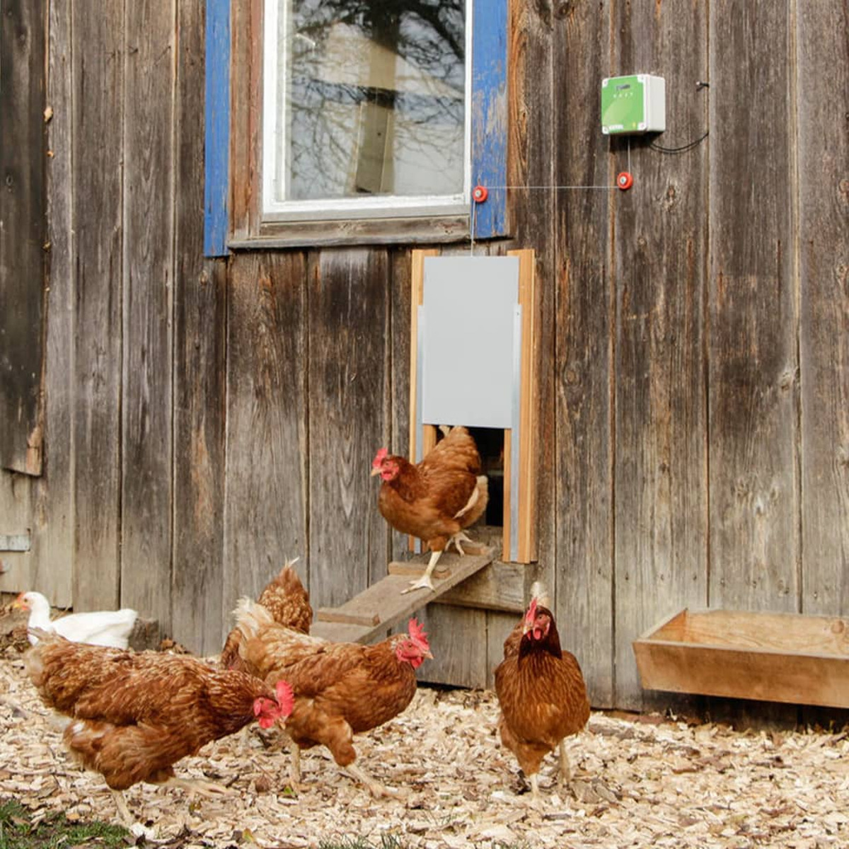 Galline in un cortile, che entrano in un pollaio attraverso una rampa.
