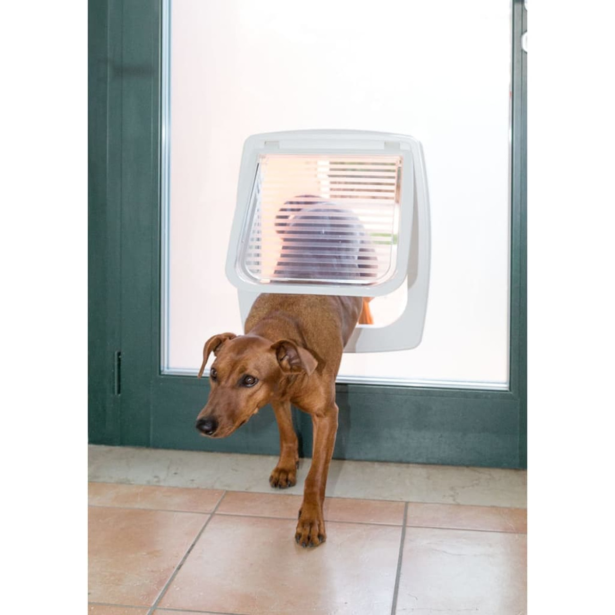 Ein Hund geht durch eine weiße Haustiertür. Der Hund ist braun, die Tür in einer Glastür.