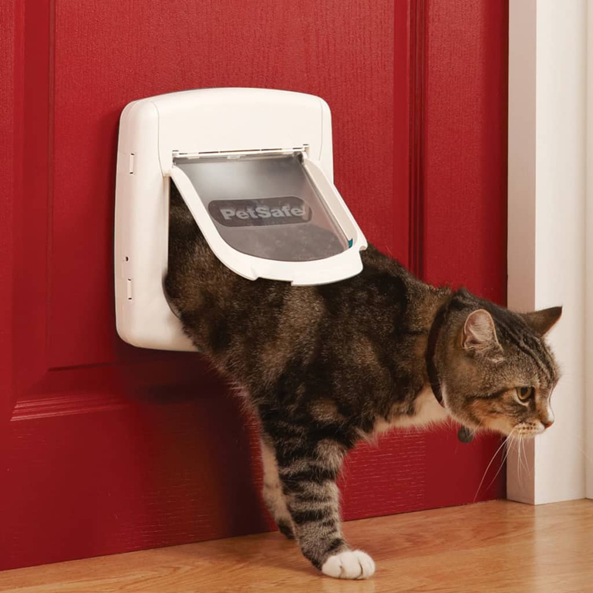 Eine getigerte Katze verlässt eine weiße Katzentür, die in einer roten Tür installiert ist, und blickt zur Seite.