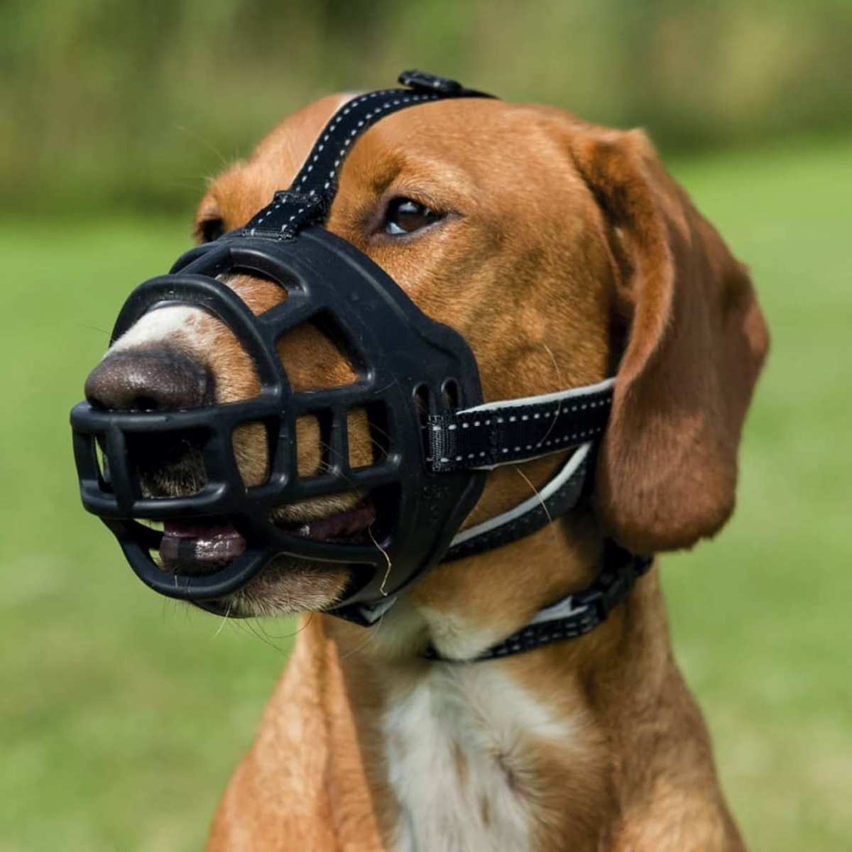 Brauner Hund mit schwarzem Maulkorb auf grünem Hintergrund, Blick nach rechts.