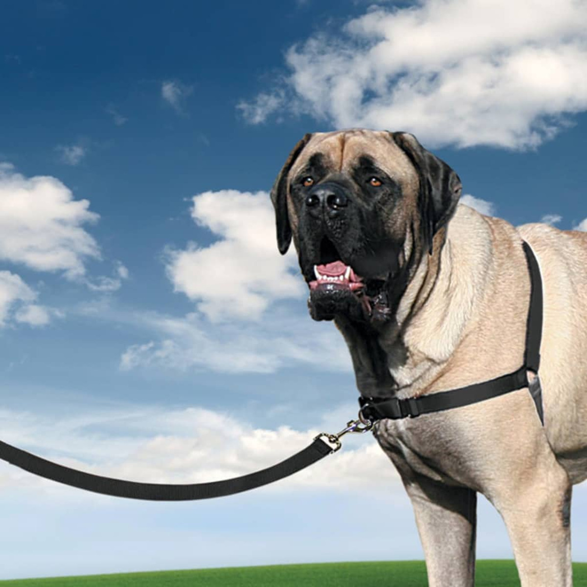 Ein großer Mastiff-Hund mit schwarzem Geschirr, Leine und offenem Maul, auf einer grünen Wiese mit Himmel.