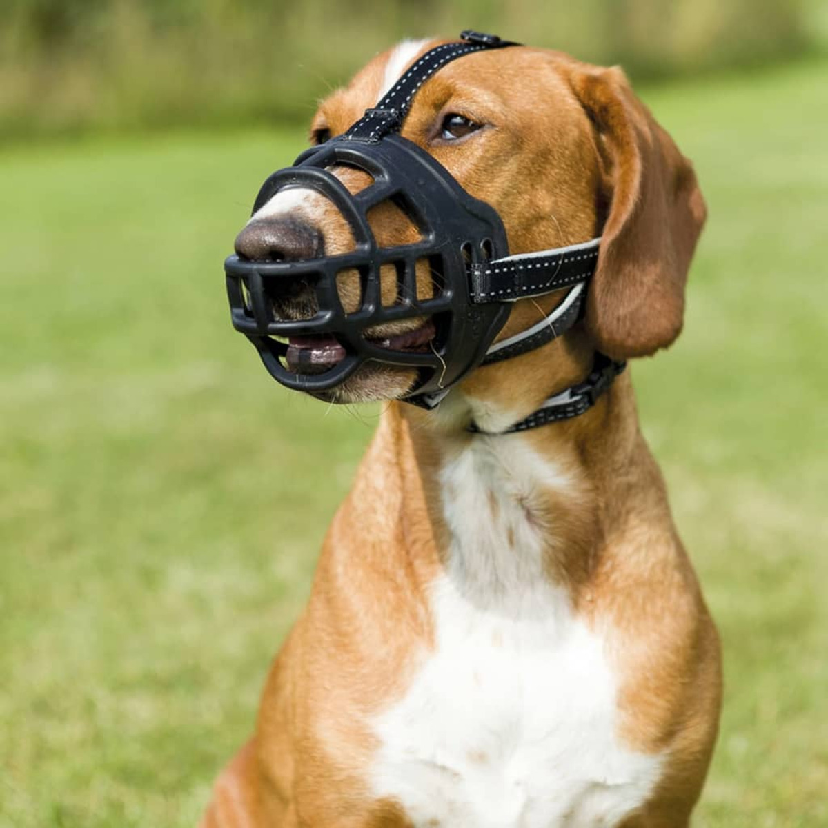 Hund mit schwarzem Maulkorb auf grünem Gras.