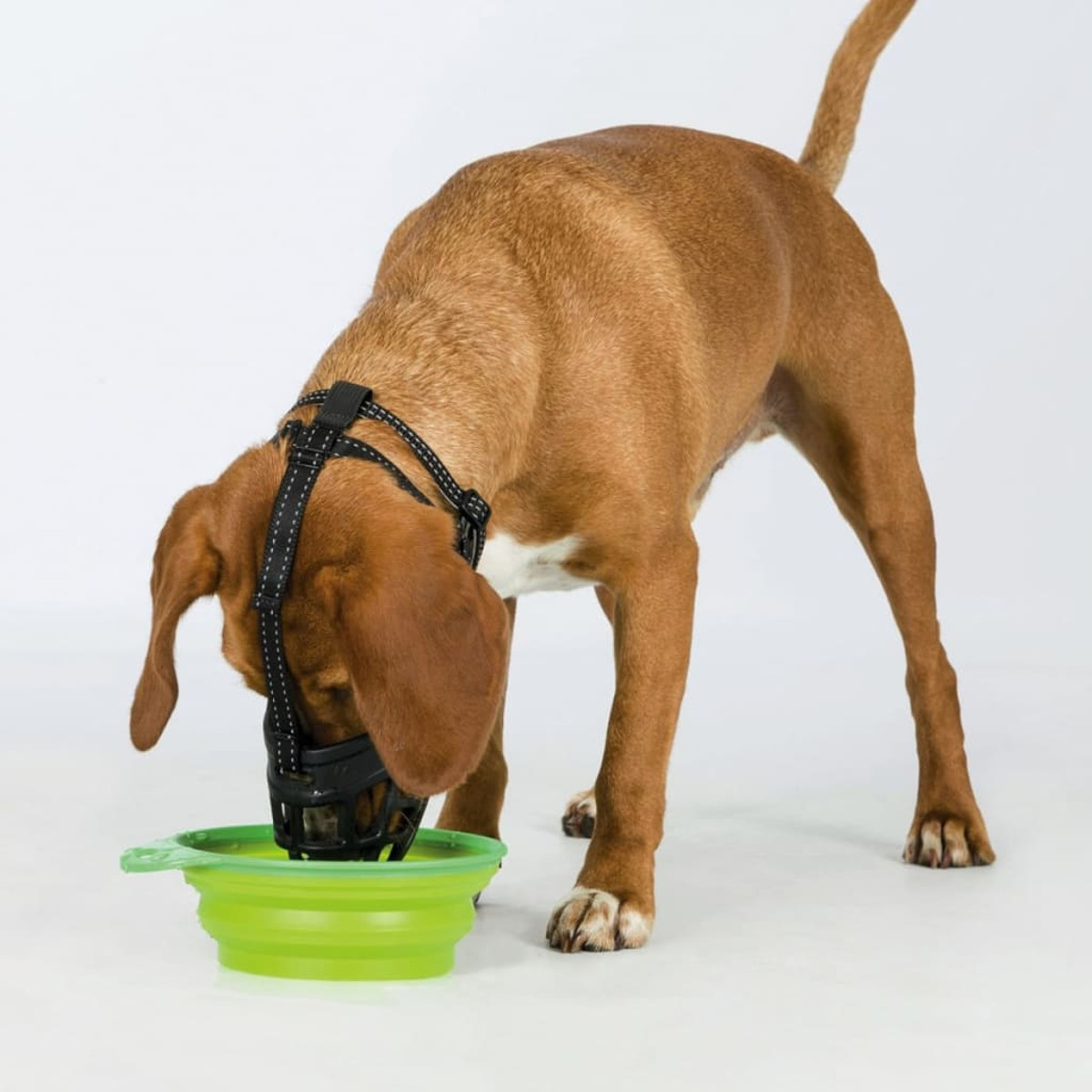 Brauner Hund mit Maulkorb, isst aus einer grünen, zusammenklappbaren Schüssel auf weißem Grund.