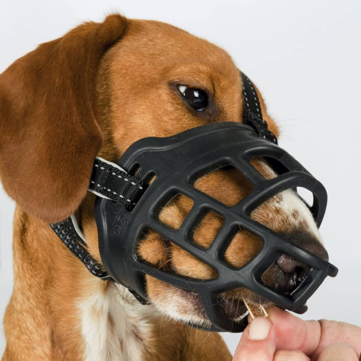 Brauner Hund mit schwarzem Maulkorb. Eine Hand hält ein Leckerli in der Nähe seines Mundes.
