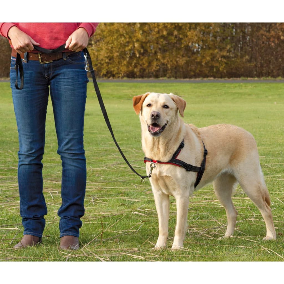 Persona paseando a un perro labrador amarillo con correa. El perro lleva un arnés negro.