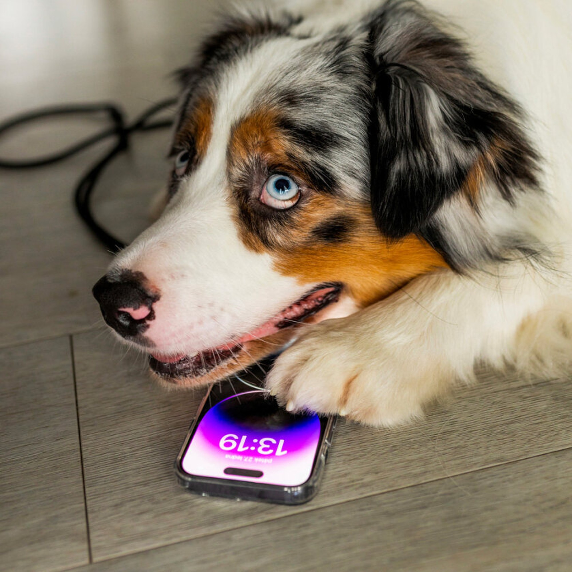 Hund mit blauen Augen, neben einem Telefon liegend. Das Telefon zeigt die Uhrzeit 13:19.