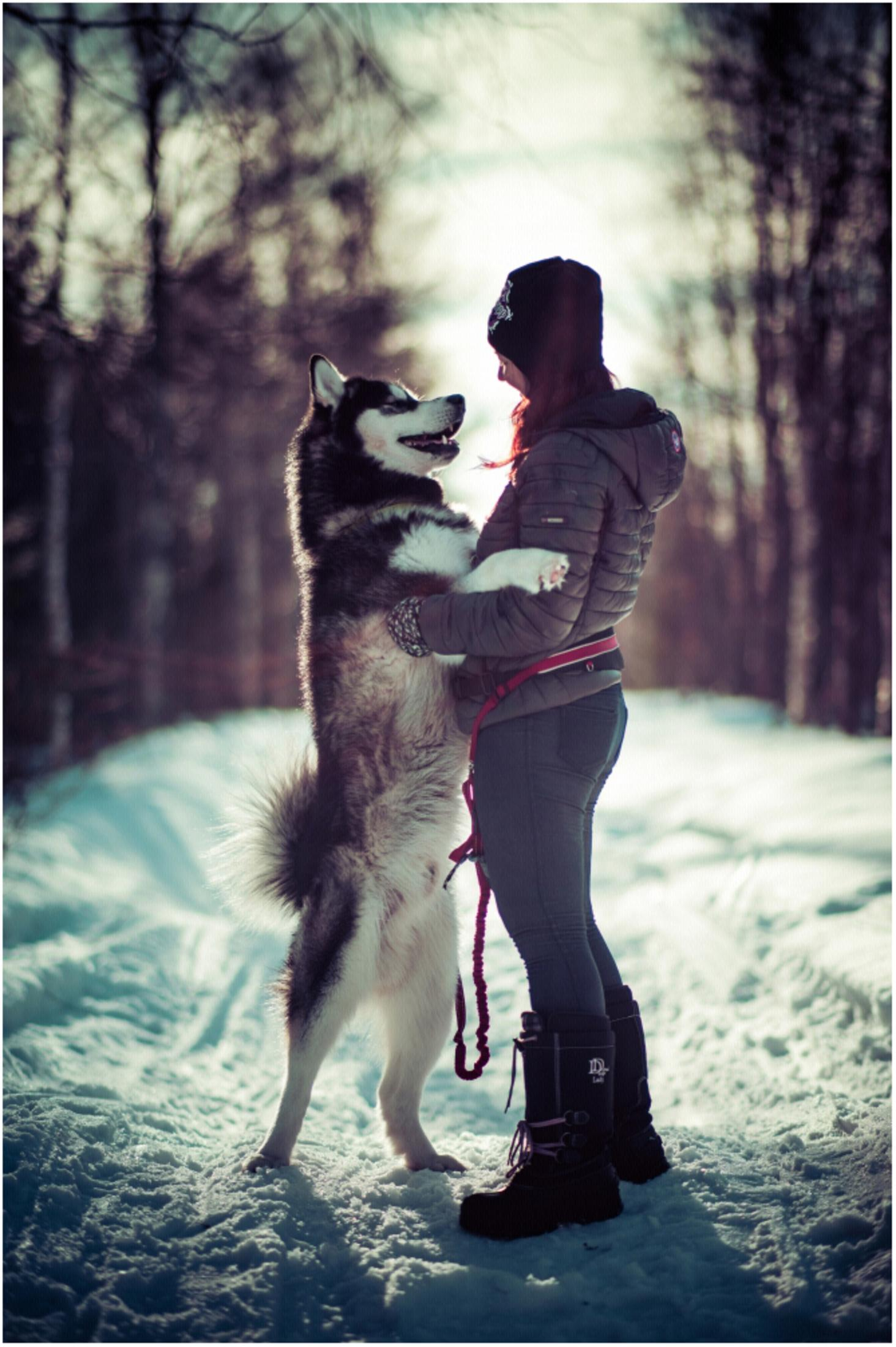 Kobieta obejmuje wysokiego psa na zaśnieżonej ścieżce w lesie. Zimowa scena.