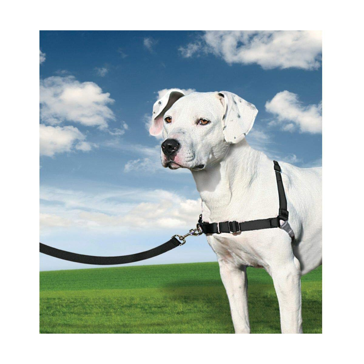 Weißer Hund mit Geschirr und Leine steht auf grünem Gras unter blauem Himmel mit Wolken.