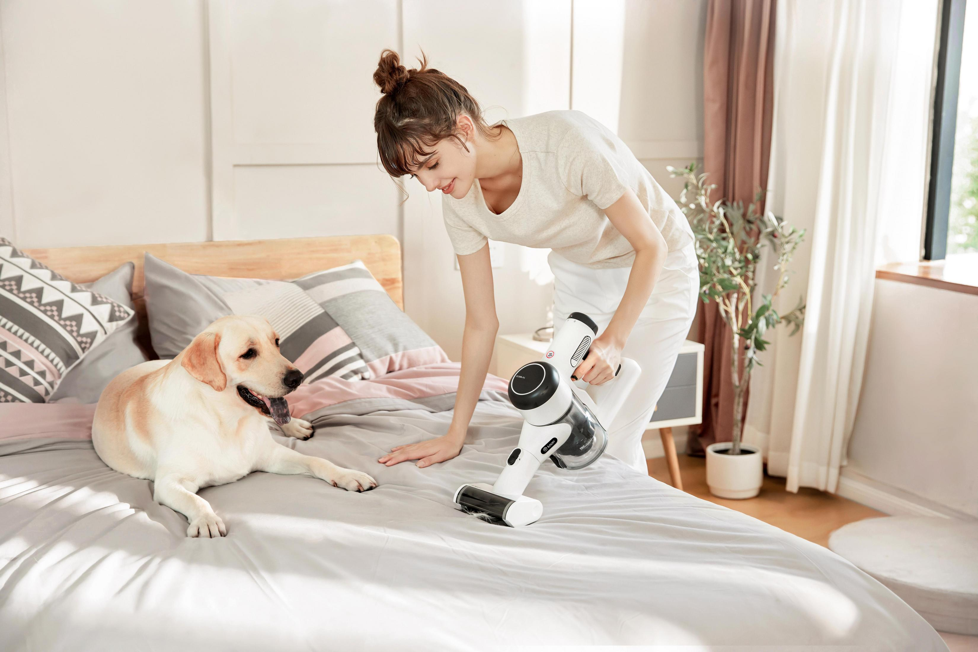 Woman and dog in bedroom. Dog on bed, woman with vacuum cleaner. Bright room, daylight.