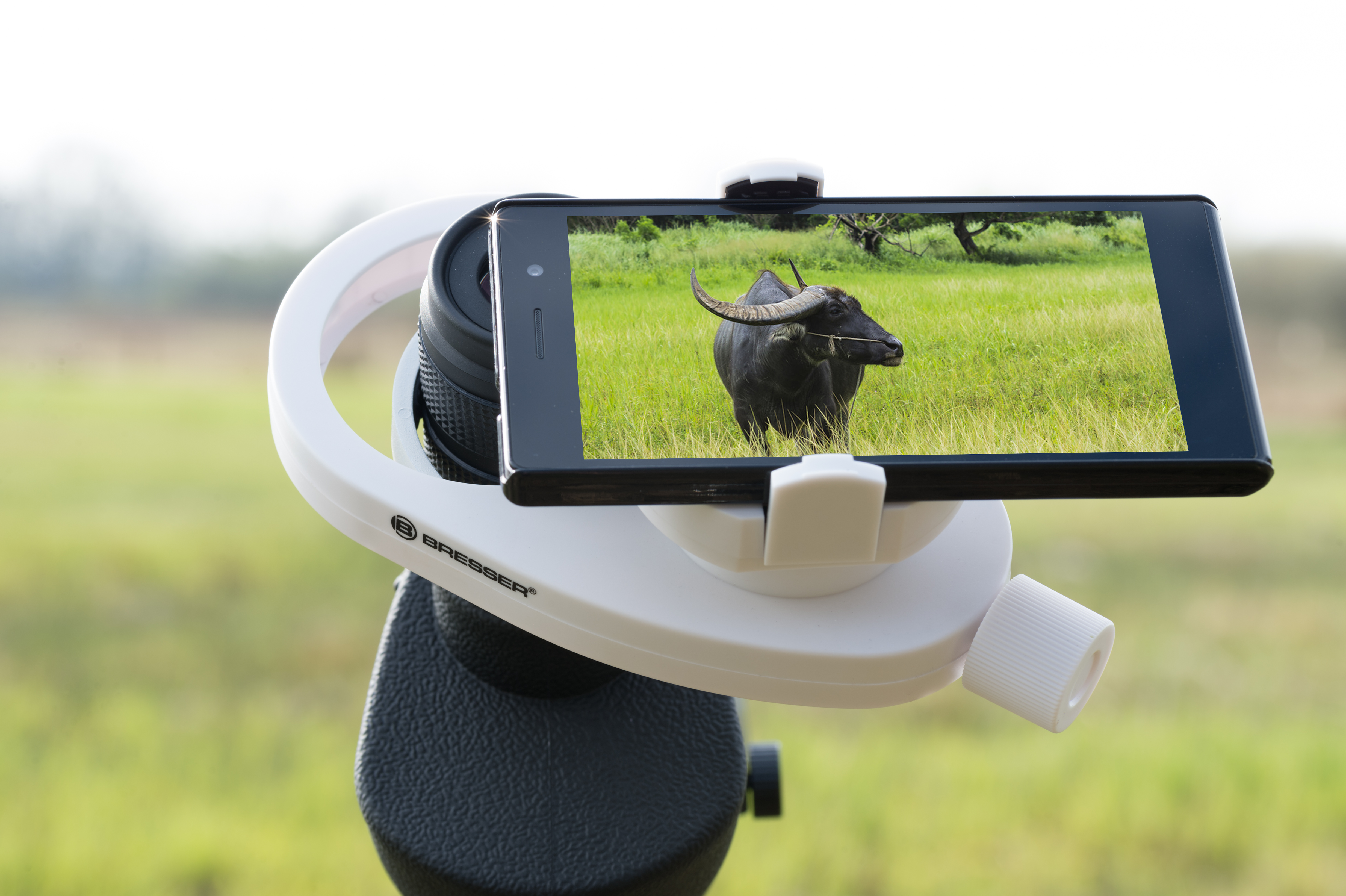 Smartphone en un soporte blanco, filmando un búfalo de agua en un campo verde.