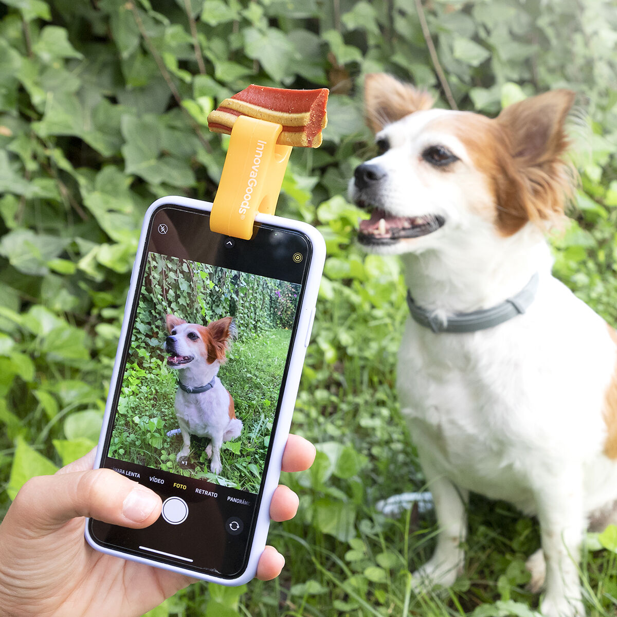 Una mano che tiene un telefono che scatta una foto a un cane con un premio attaccato al telefono.