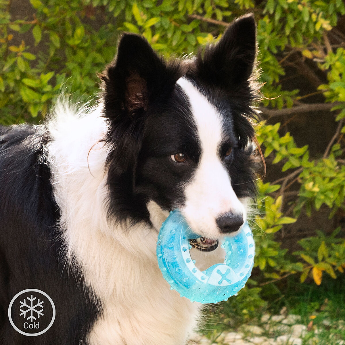 Perro Border Collie blanco y negro con un juguete azul, con follaje verde detrás.