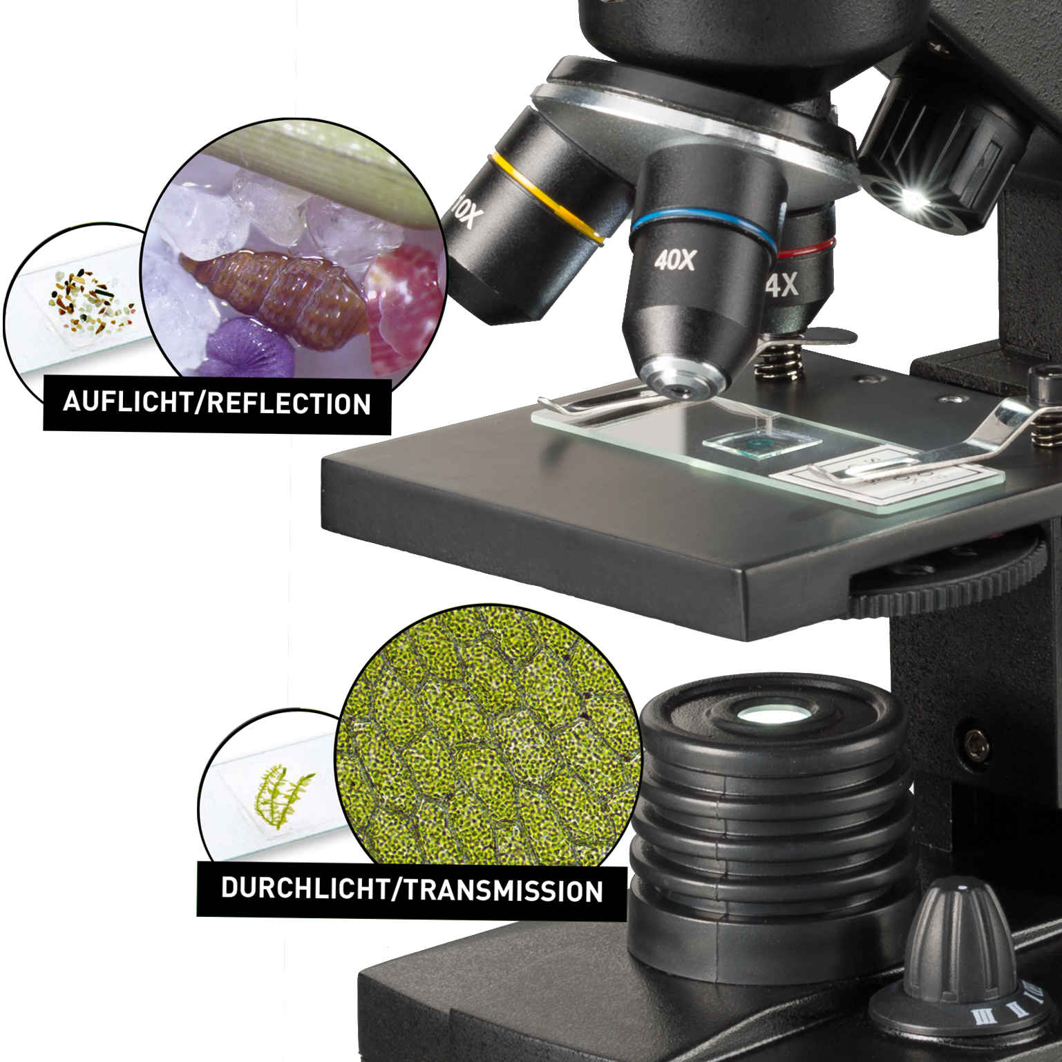 Microscopio con portaobjetos resaltados: uno con insectos, otro con hojas, con etiquetas de texto.