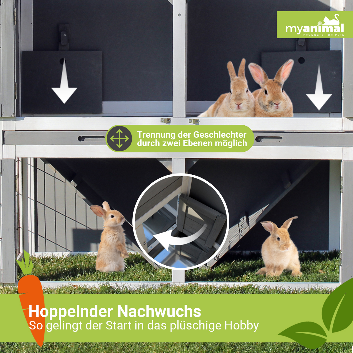 Kaninchenstall mit zwei Kaninchen. Pfeile weisen nach unten, Text zur Geschlechtertrennung.