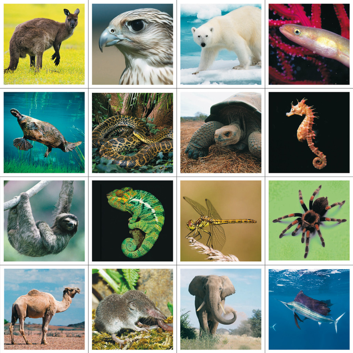 Collage verschiedener Tiere: Känguru, Adler, Eisbär, Aal, Schnabeltier, Schlangen, Schildkröte, Seepferdchen.