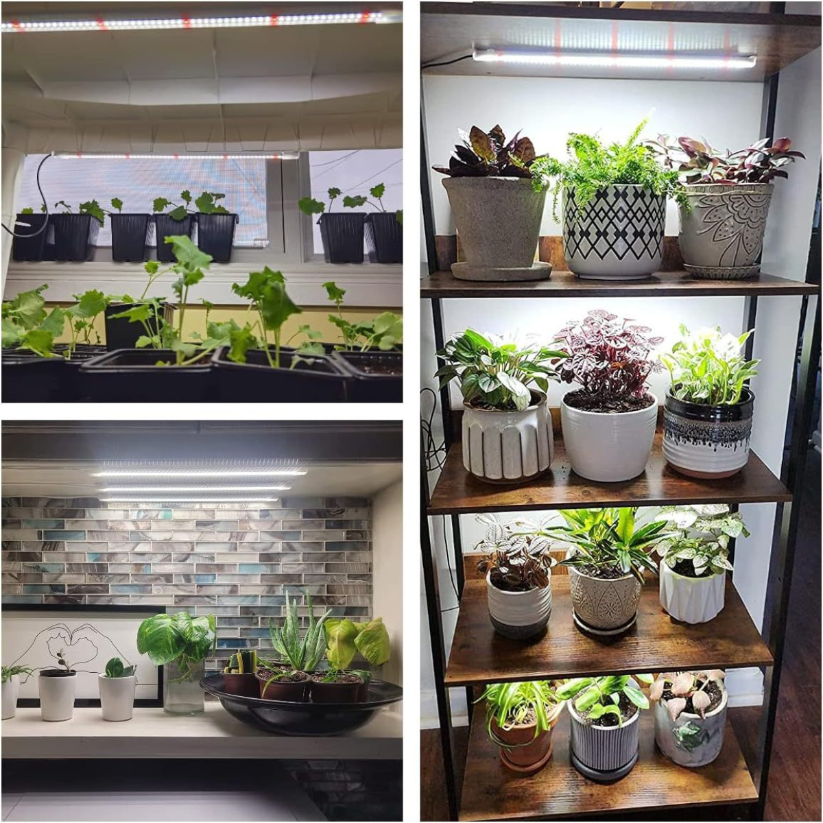 Meerdere kamerplanten onder LED-verlichting. Planten op planken en in een raam.