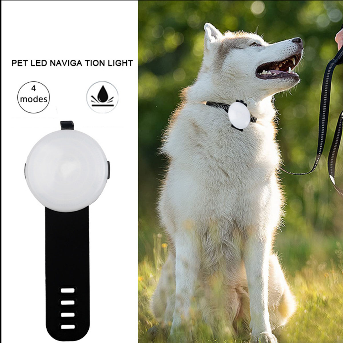 Ein Hund mit LED-Navigationslicht am Halsband wird an einer Leine auf einem Feld gehalten.