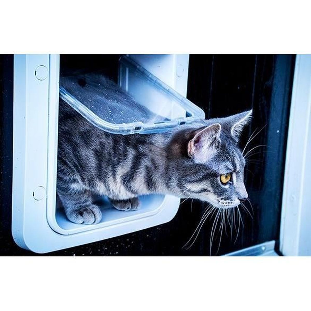 Gatto tigrato grigio che esce da una gattaiola bianca. Lo sfondo è scuro.