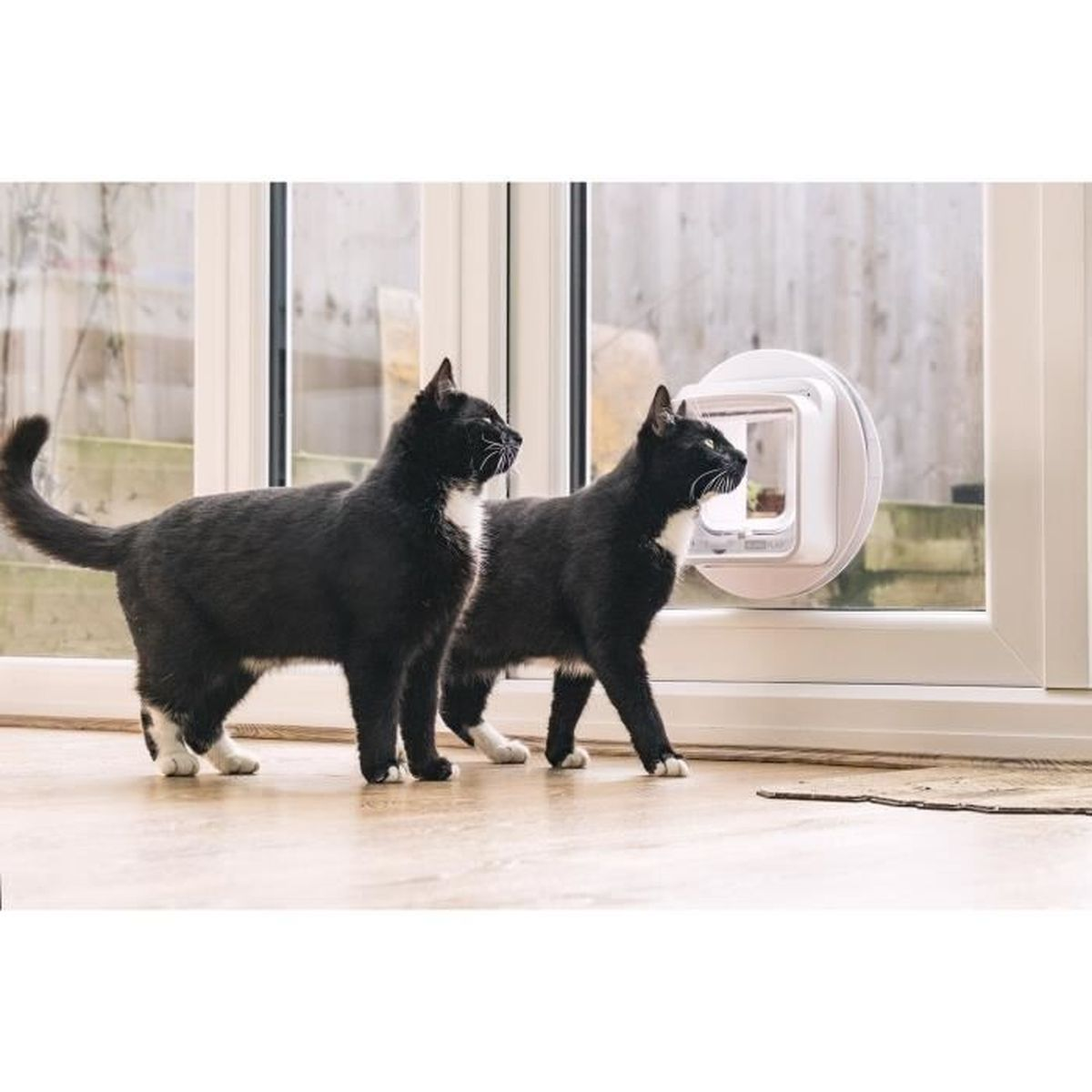 Zwei schwarze Katzen betrachten eine Katzenklappe in einer Glastür, mit einer Matte.