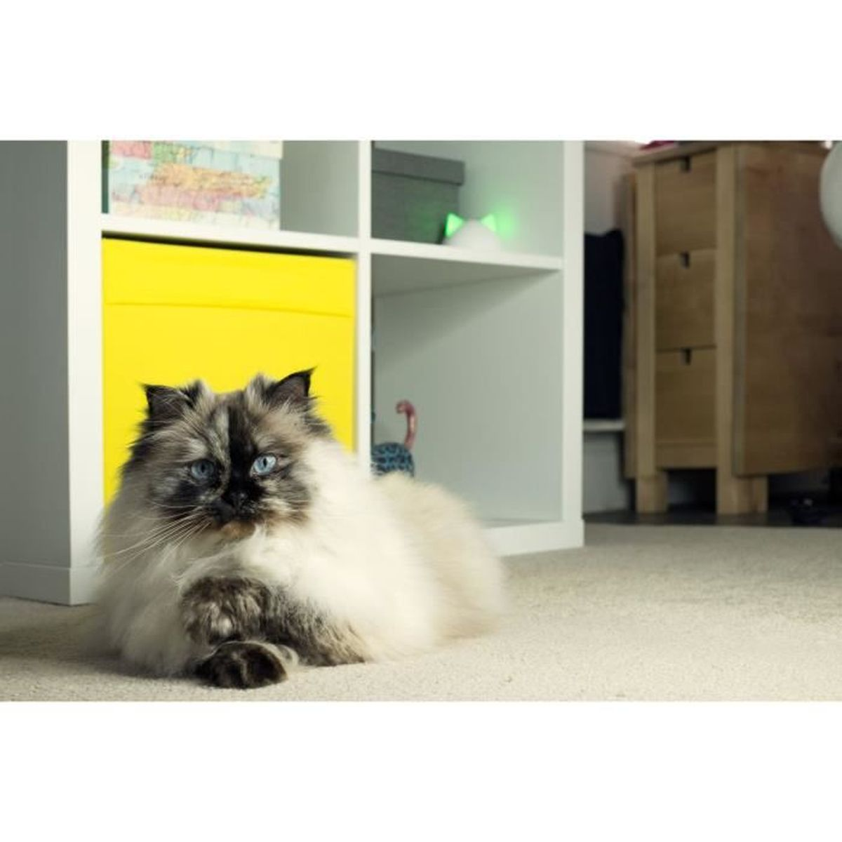 Eine flauschige, langhaarige Katze mit blauen Augen liegt auf einem Teppich, in einem Raum mit Regal und Boxen.