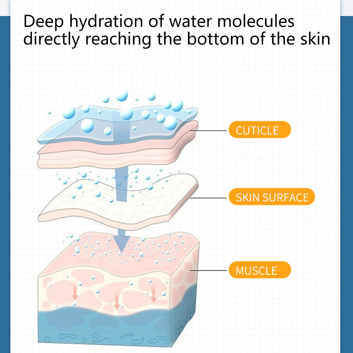 Diagramm der Hautschichten: Kutikula, Hautoberfläche und Muskel. Wassermoleküle treten ein.
