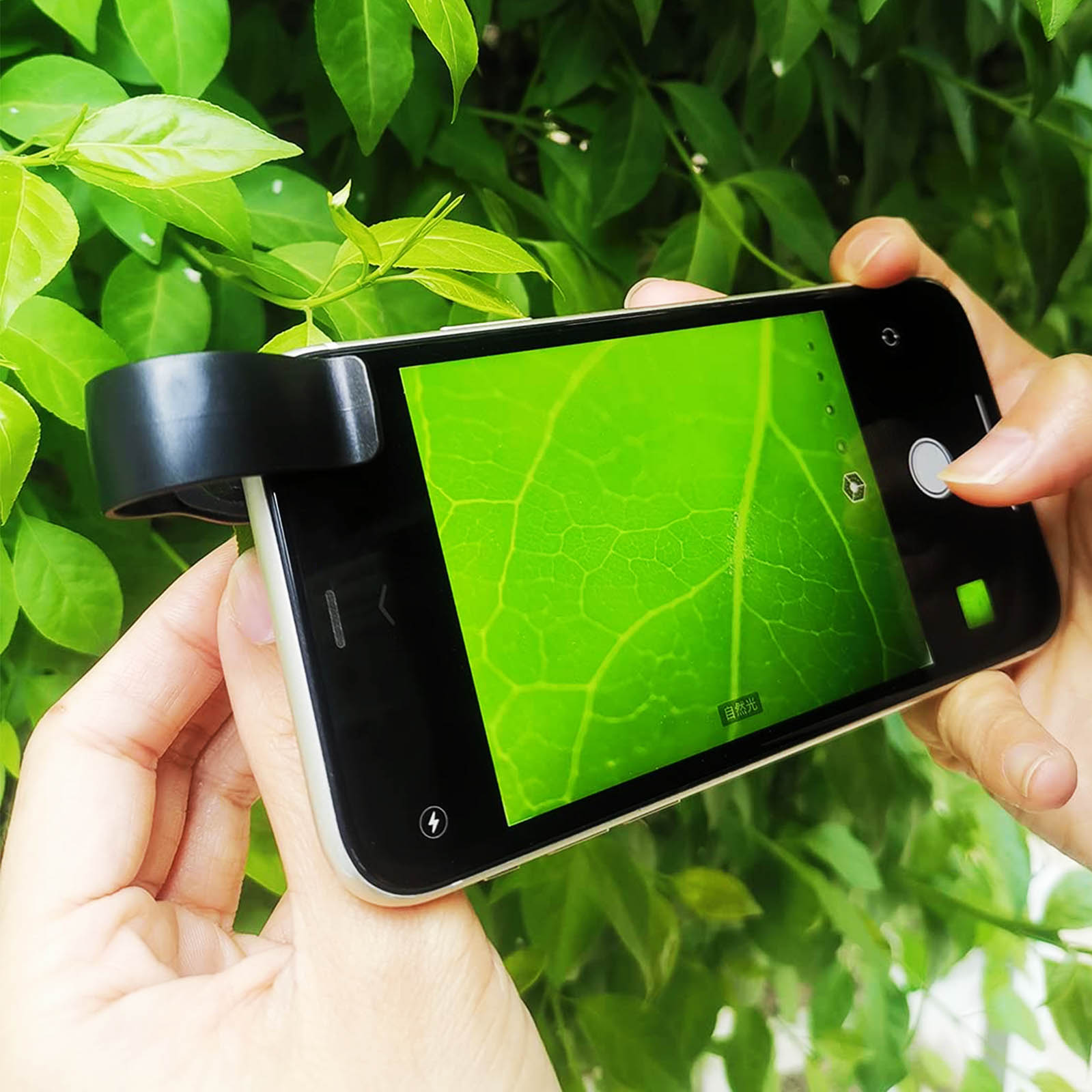 Manos sosteniendo un teléfono con una hoja ampliada en la pantalla. El teléfono tiene un accesorio de lente negro.
