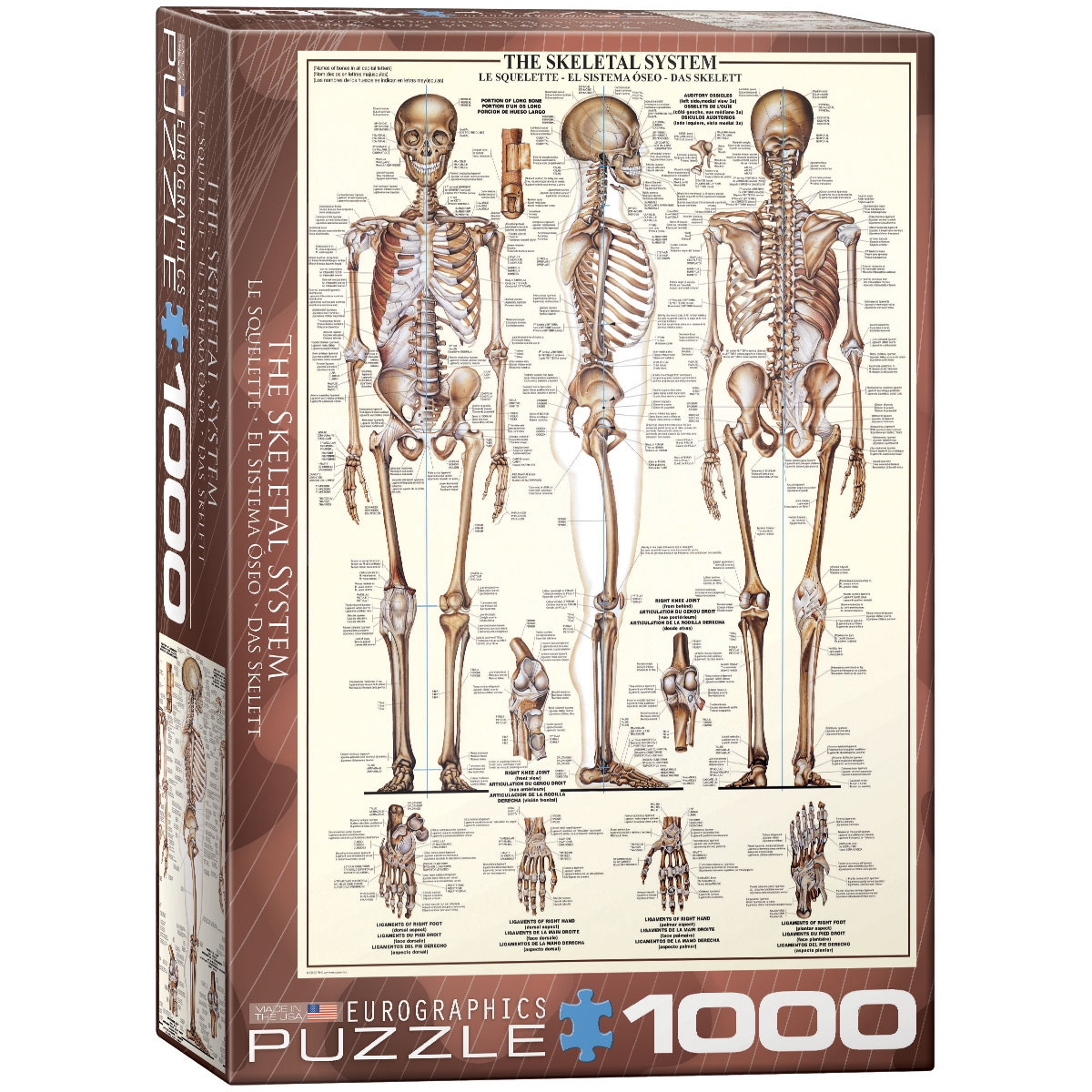 EUROGRAPHICS puzzle Das Teile - 1000 Skelettsystem Puzzle