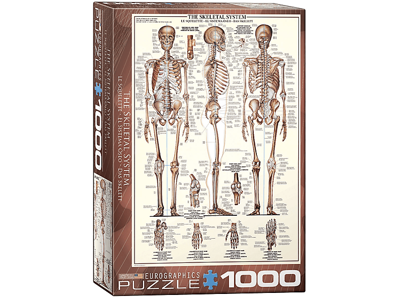EUROGRAPHICS puzzle Das Skelettsystem - 1000 Teile Puzzle