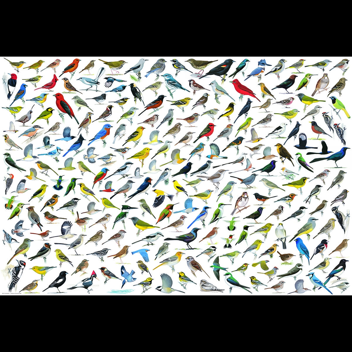 Welt der Die (2000) Vögel Puzzle EUROGRAPHICS