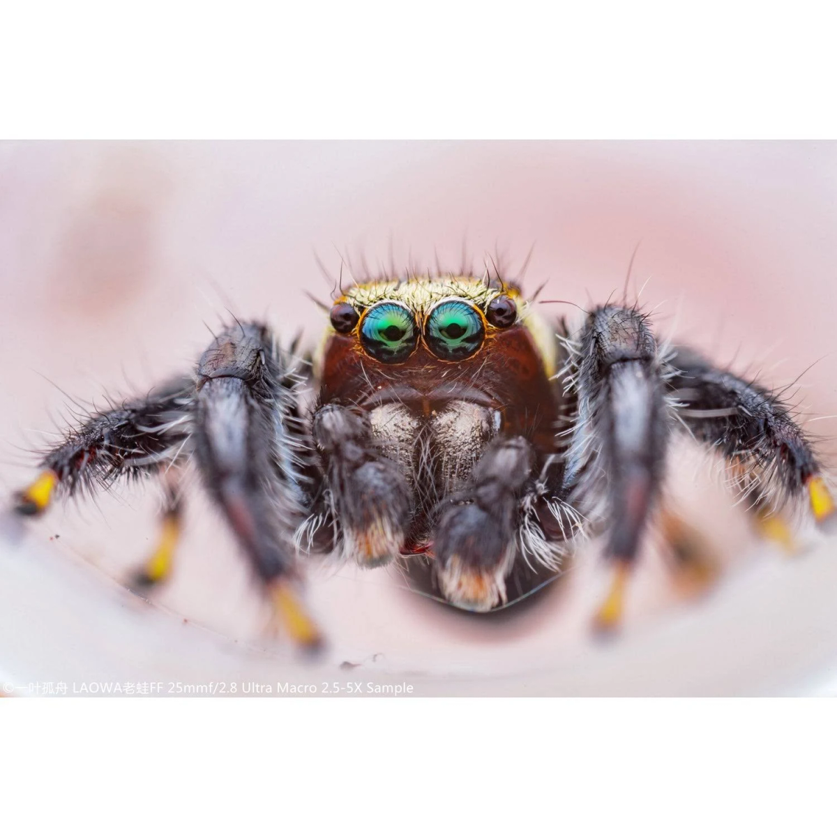 Nahaufnahme einer Spinne mit leuchtend grünen Augen. Die Spinne befindet sich auf einem rosafarbenen Hintergrund. Die Spinne ist im Fokus.