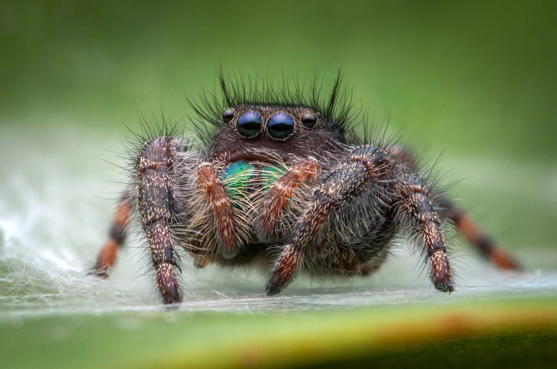 Primer plano de una araña saltarina con cuerpo verde y negro.