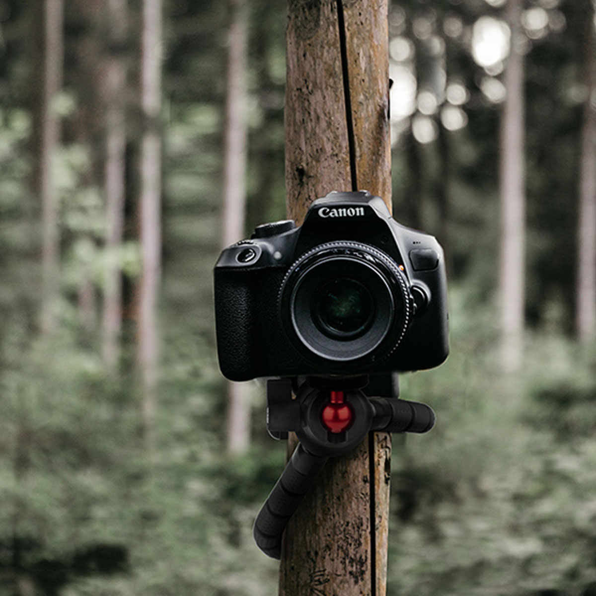 Schwarze Canon-Kamera auf einem Stativ an einem Baum befestigt. Waldhintergrund. Kameraobjektiv im Fokus.