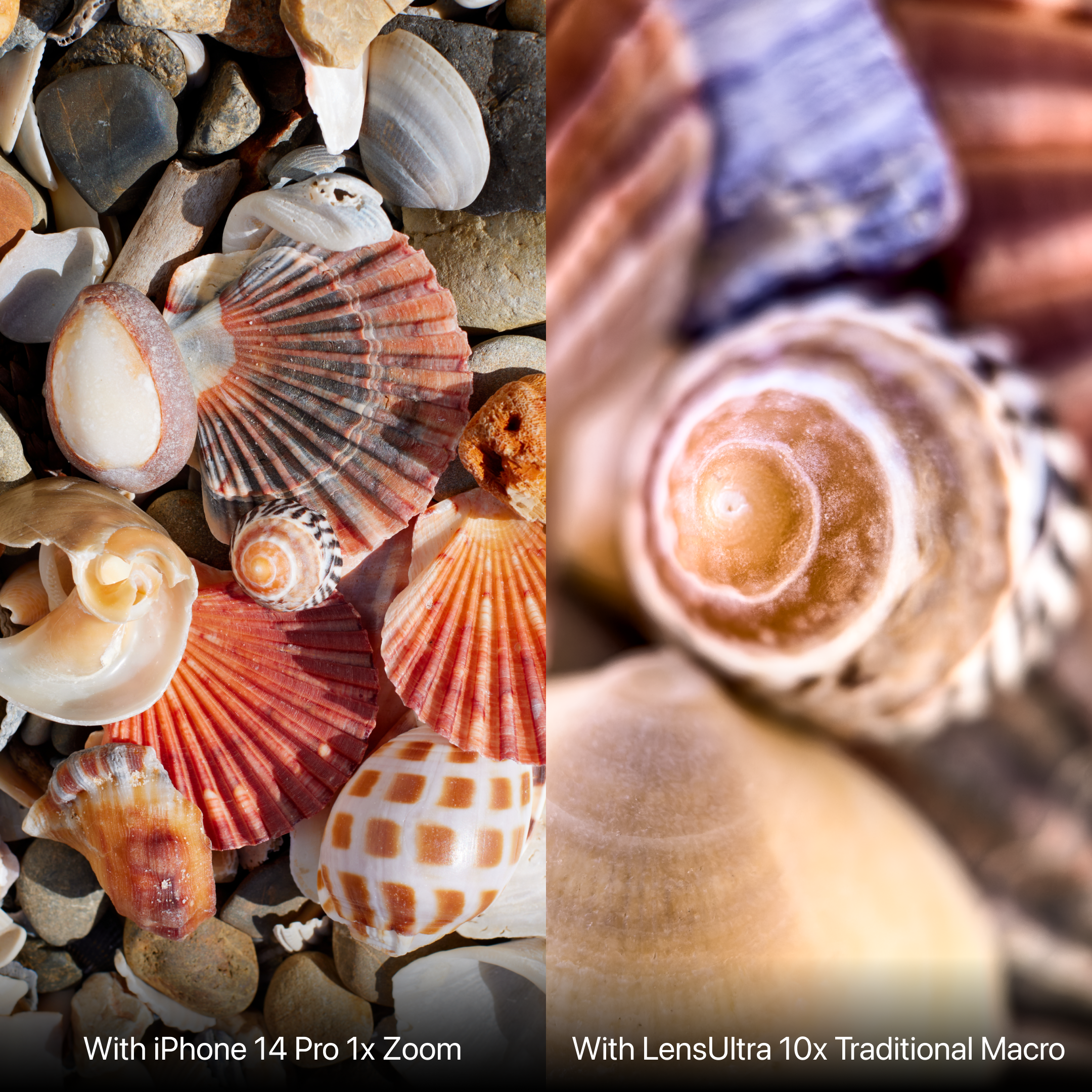 Muscheln und Steine am Strand. Makro- und normale Aufnahmen. Rot, Braun, Weiß und Beige. Der Text unten.