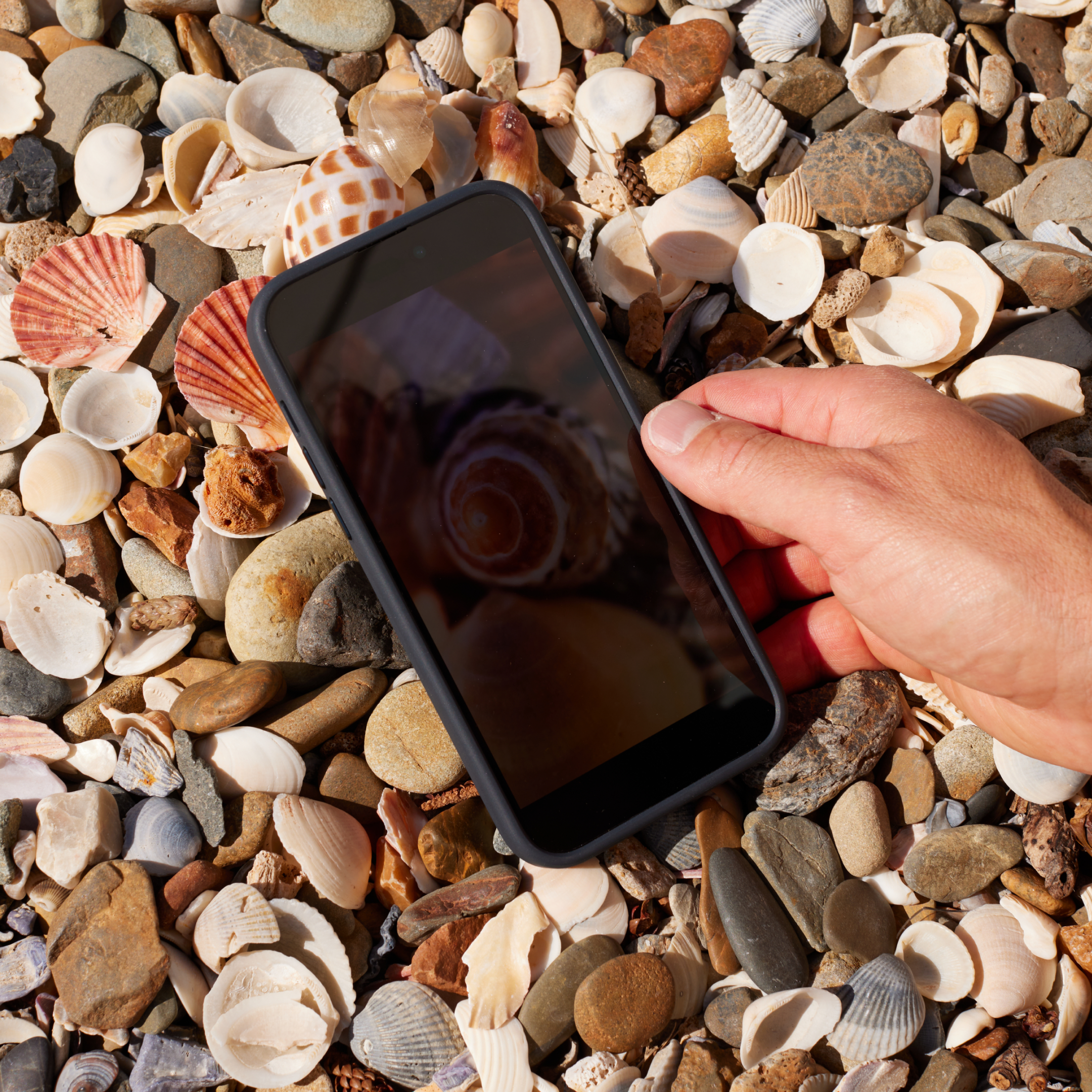Eine Hand hält ein Telefon über einem Strand voller Muscheln, das die Muscheln reflektiert.