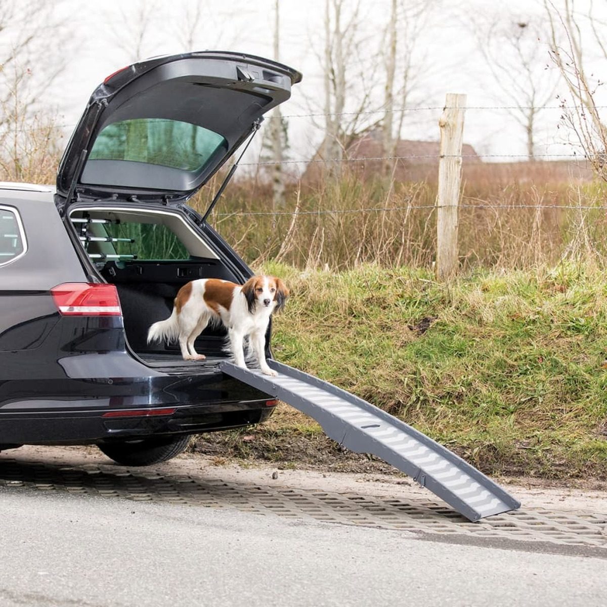 Ein kleiner Hund auf einer Rampe, die von einem Auto wegführt. Draußen, in der Nähe einer Straße.