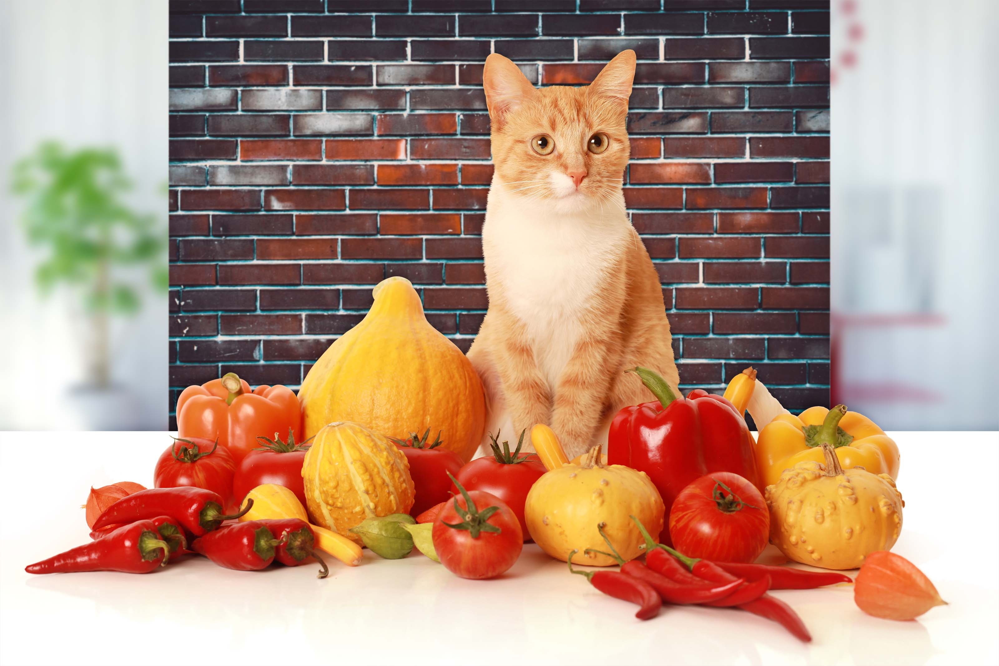 Orange Katze sitzt zwischen Gemüse, roten Paprika, Tomaten und Kürbissen.