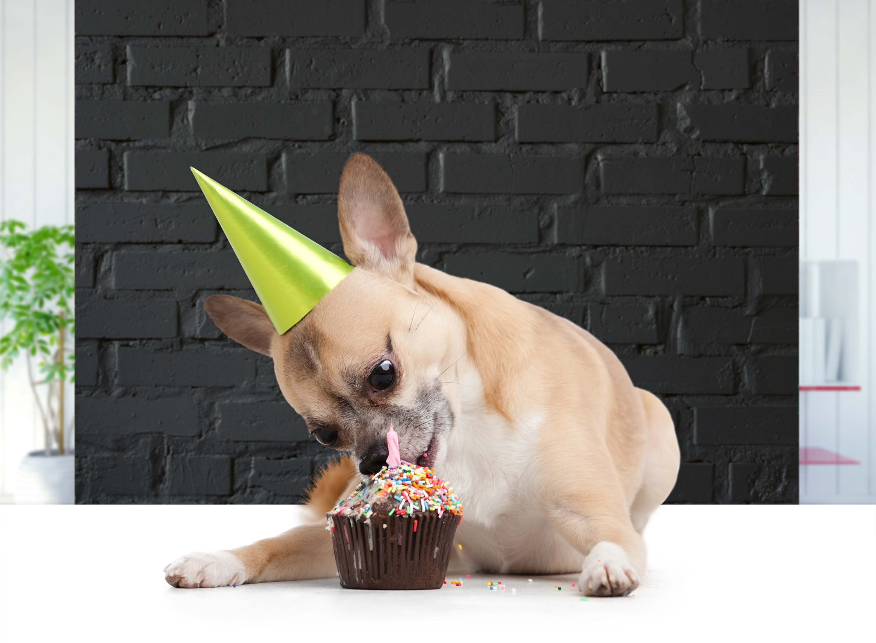 Ein kleiner Hund mit Partyhut, der einen Cupcake mit brennender Kerze isst, vor schwarzer Backsteinmauer.