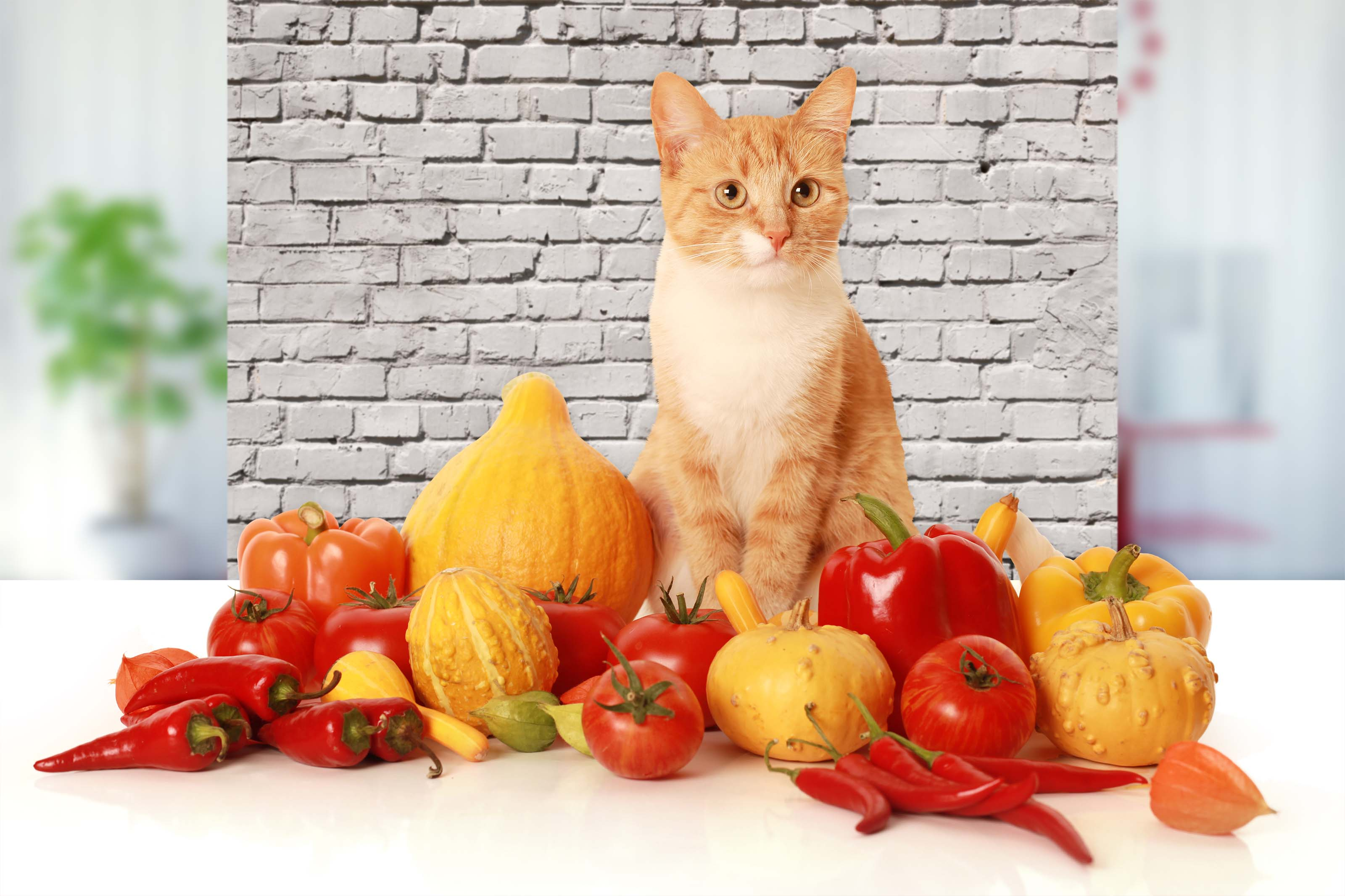 Orange Katze sitzt zwischen bunten Kürbissen, Tomaten und Paprika auf weißer Oberfläche vor Backsteinmauer.