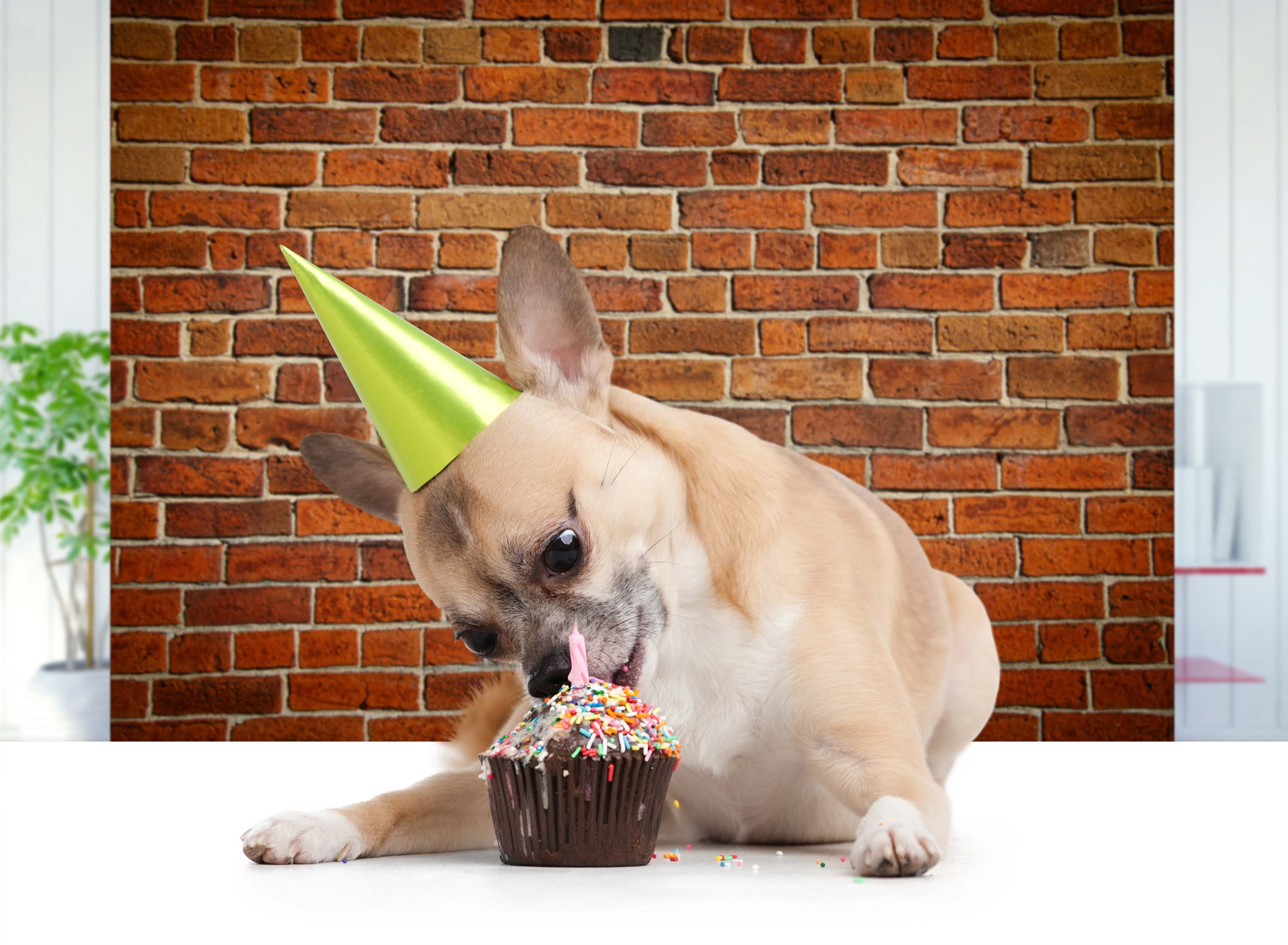 Hund mit Partyhut isst Cupcake. Rote Backsteinmauer im Hintergrund. Weißer Tisch.