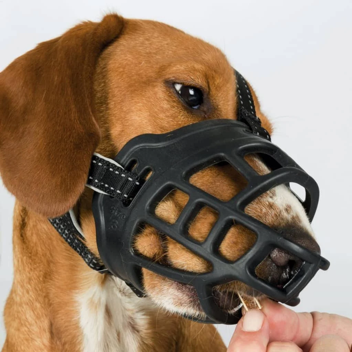 Cane con museruola nera. Una mano sta per dare del cibo al cane.