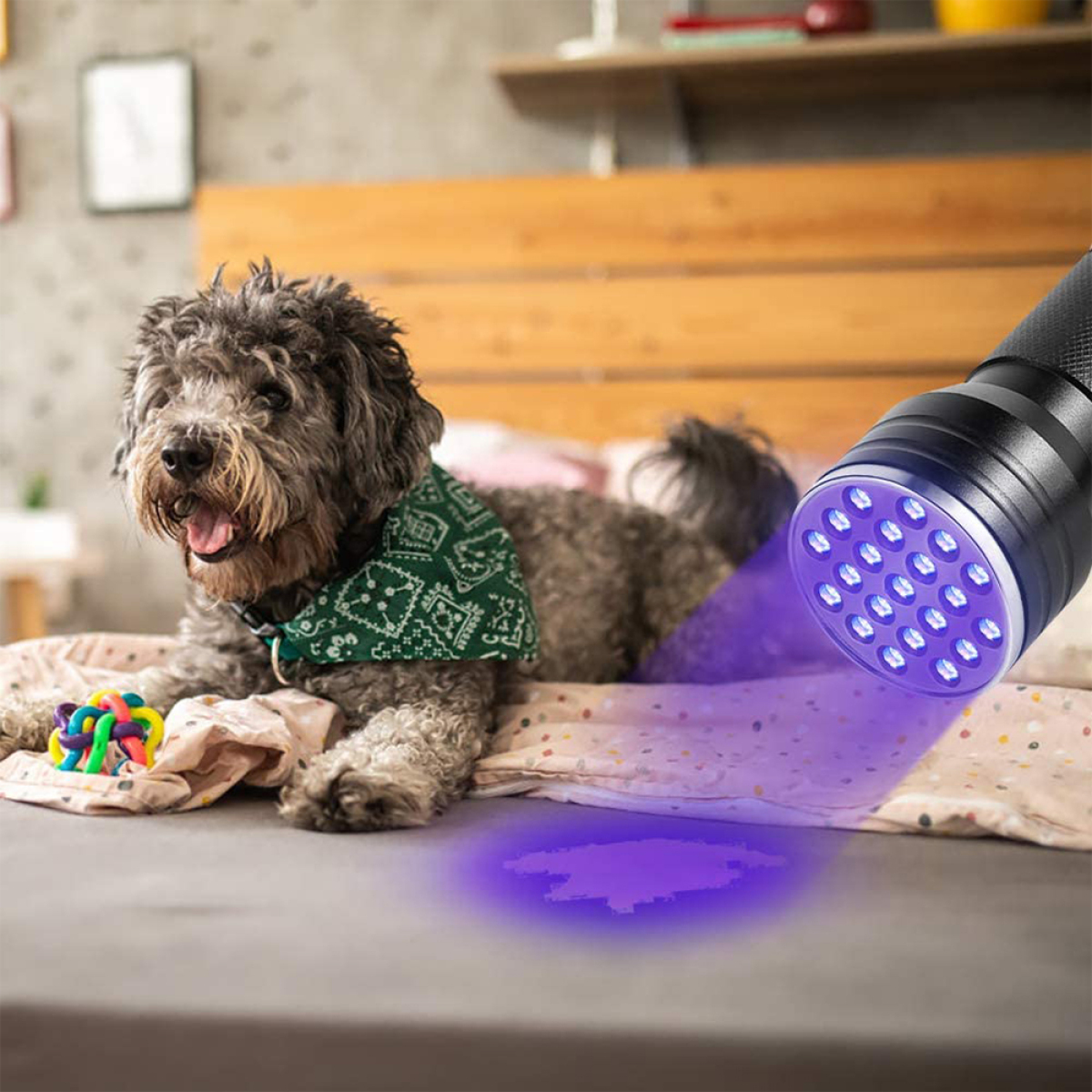 Ein Hund auf einem Bett wird von einem lila Licht einer Taschenlampe beleuchtet. Der Hund hat ein grünes Halstuch.