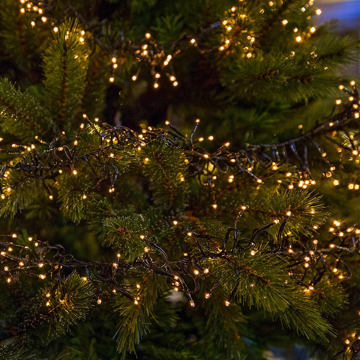Nahaufnahme von Weihnachtslichtern, die um Äste gewickelt sind. Warmweiße Lichter sind sichtbar.
