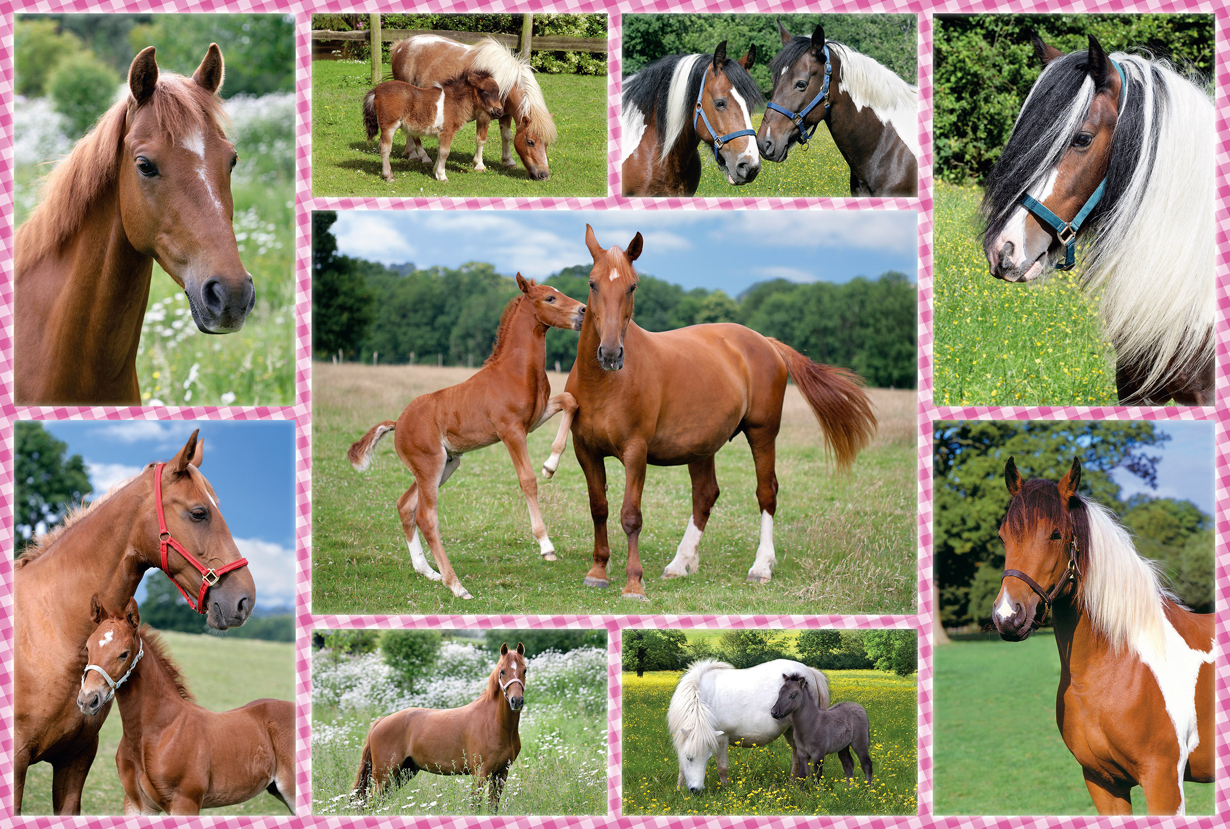Un collage de caballos en varios entornos: campos, con potros y primeros planos.
