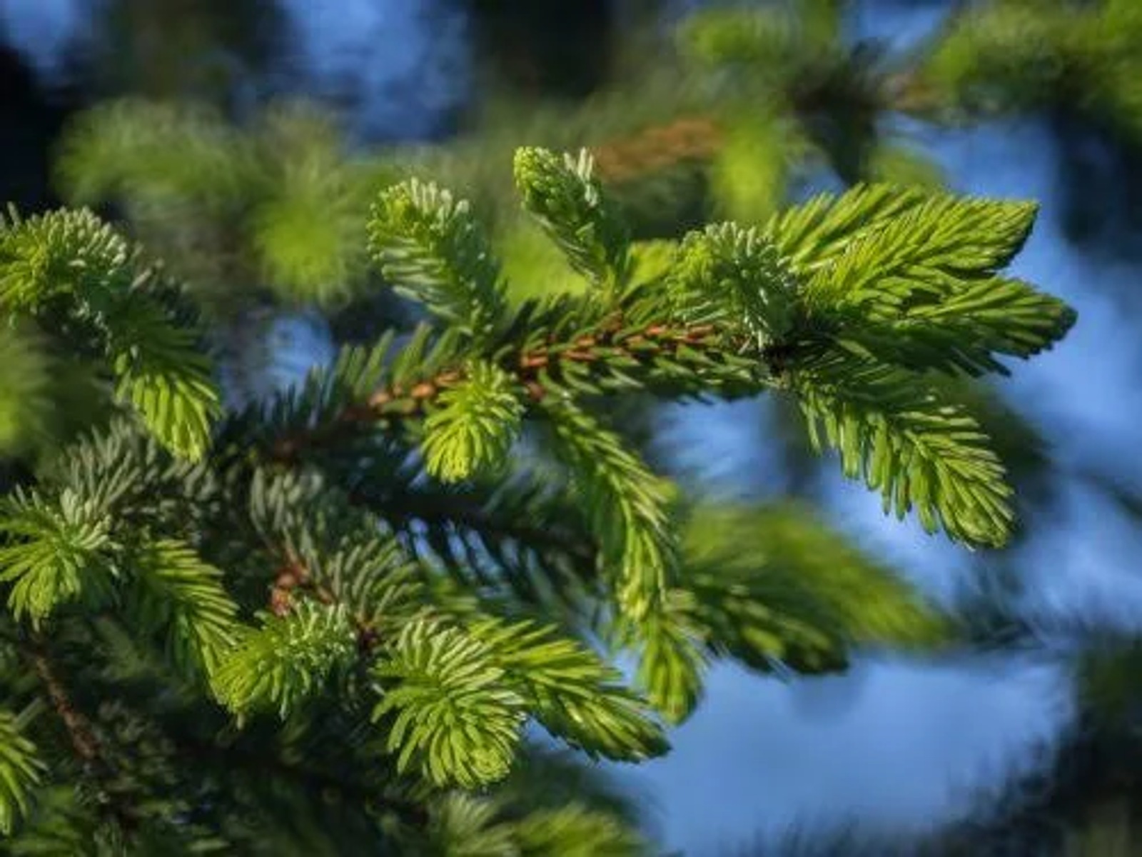 Zielone gałęzie jodły z igiełkowatymi liśćmi na rozmytym niebieskim tle. Światło słoneczne podkreśla detale.