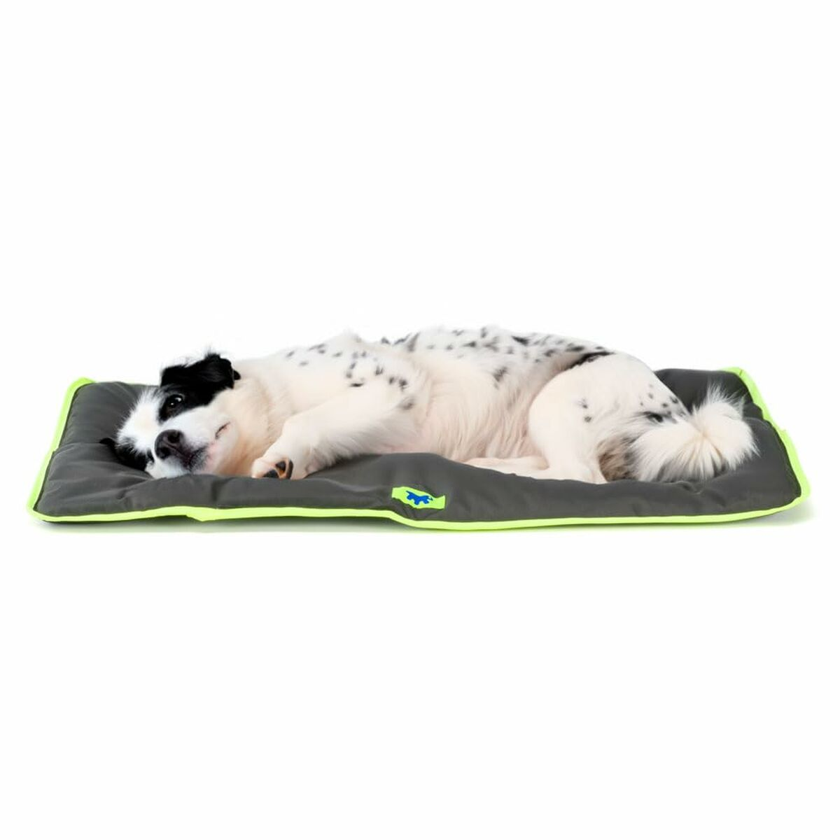 Cane su un letto per cani grigio con bordo verde. Cane bianco e nero su sfondo bianco.