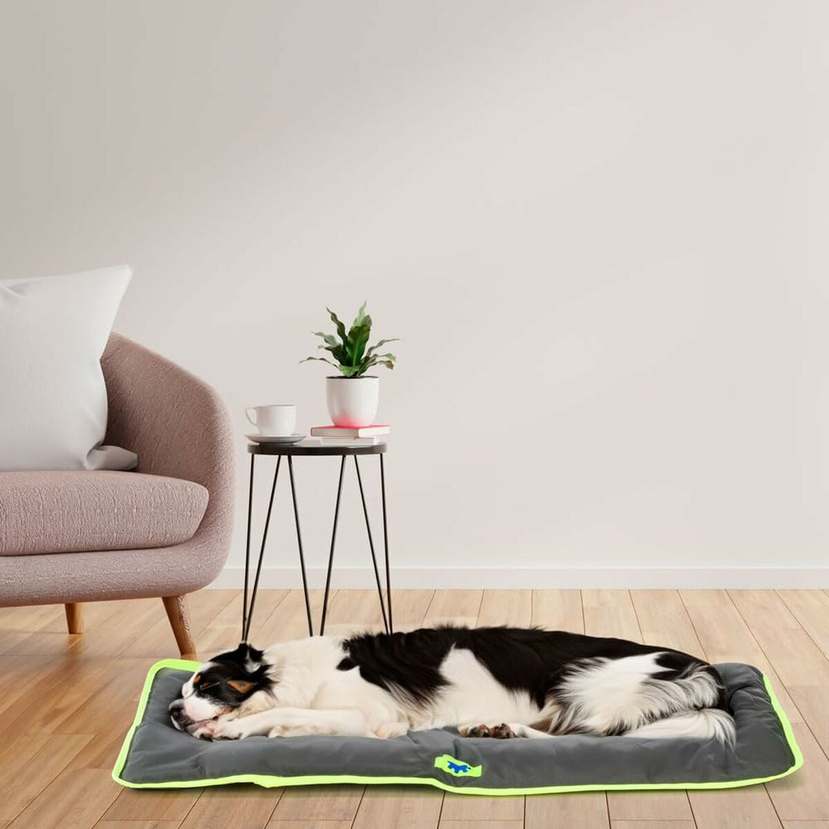 Cane sdraiato su un letto grigio con bordo verde. Un tavolino con pianta e tazza.
