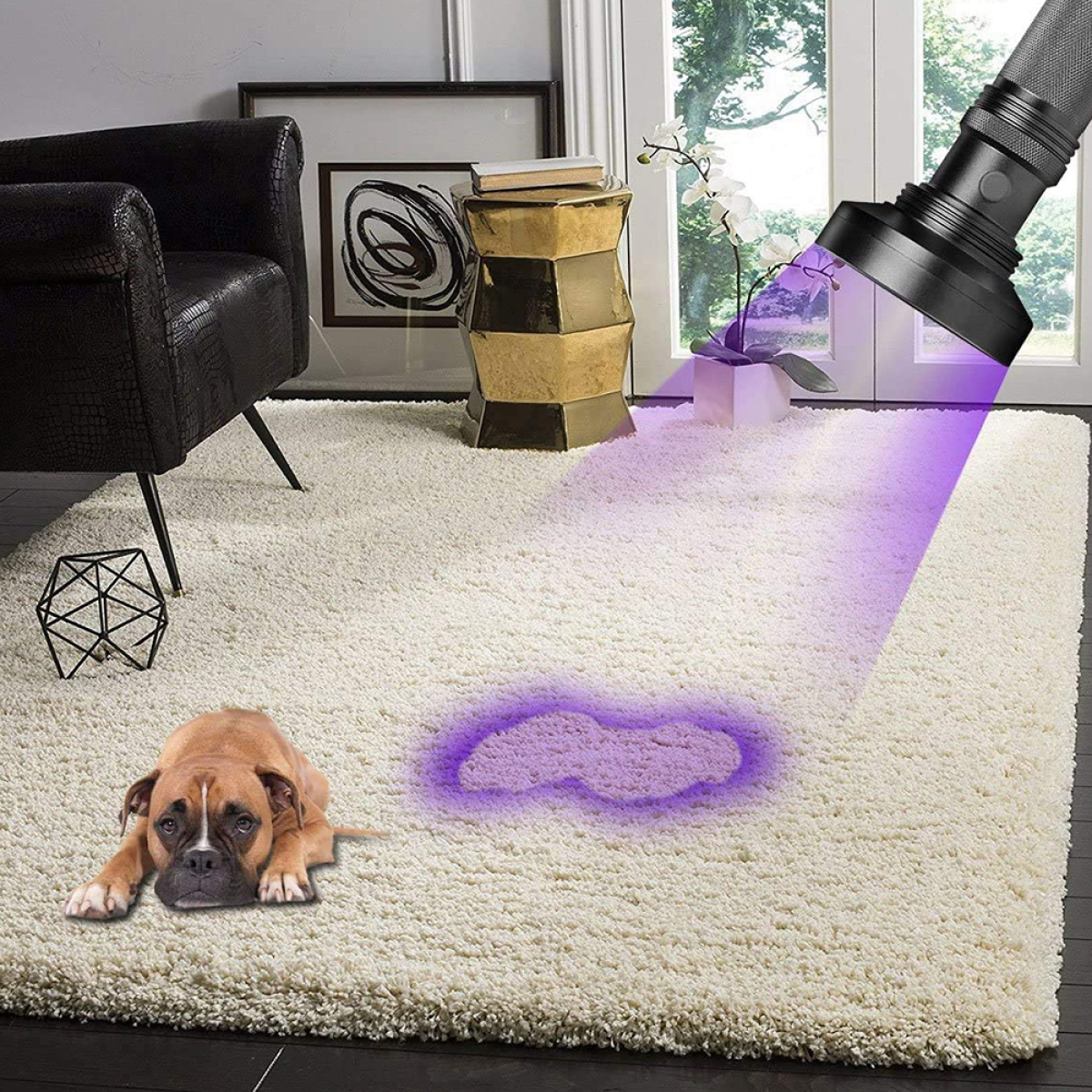 Ein Hund liegt auf einem Teppich. Eine Taschenlampe scheint lilafarbenes Licht auf einen Fleck auf dem Teppich.