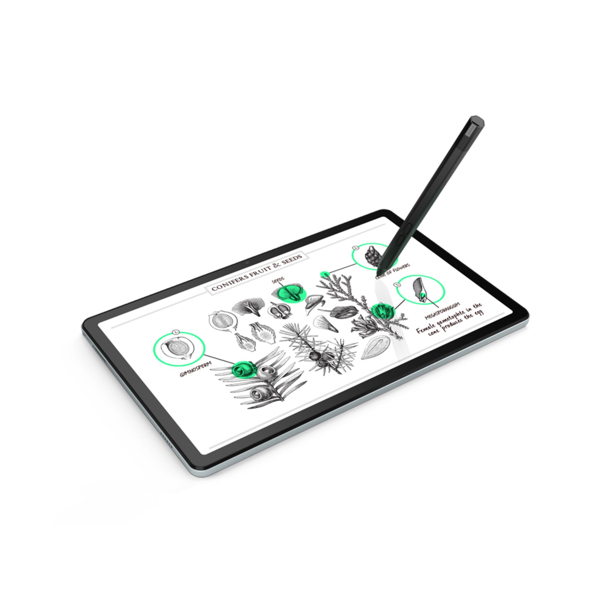 Tableta con un diagrama sobre coníferas y semillas. Un lápiz óptico flota sobre la pantalla.