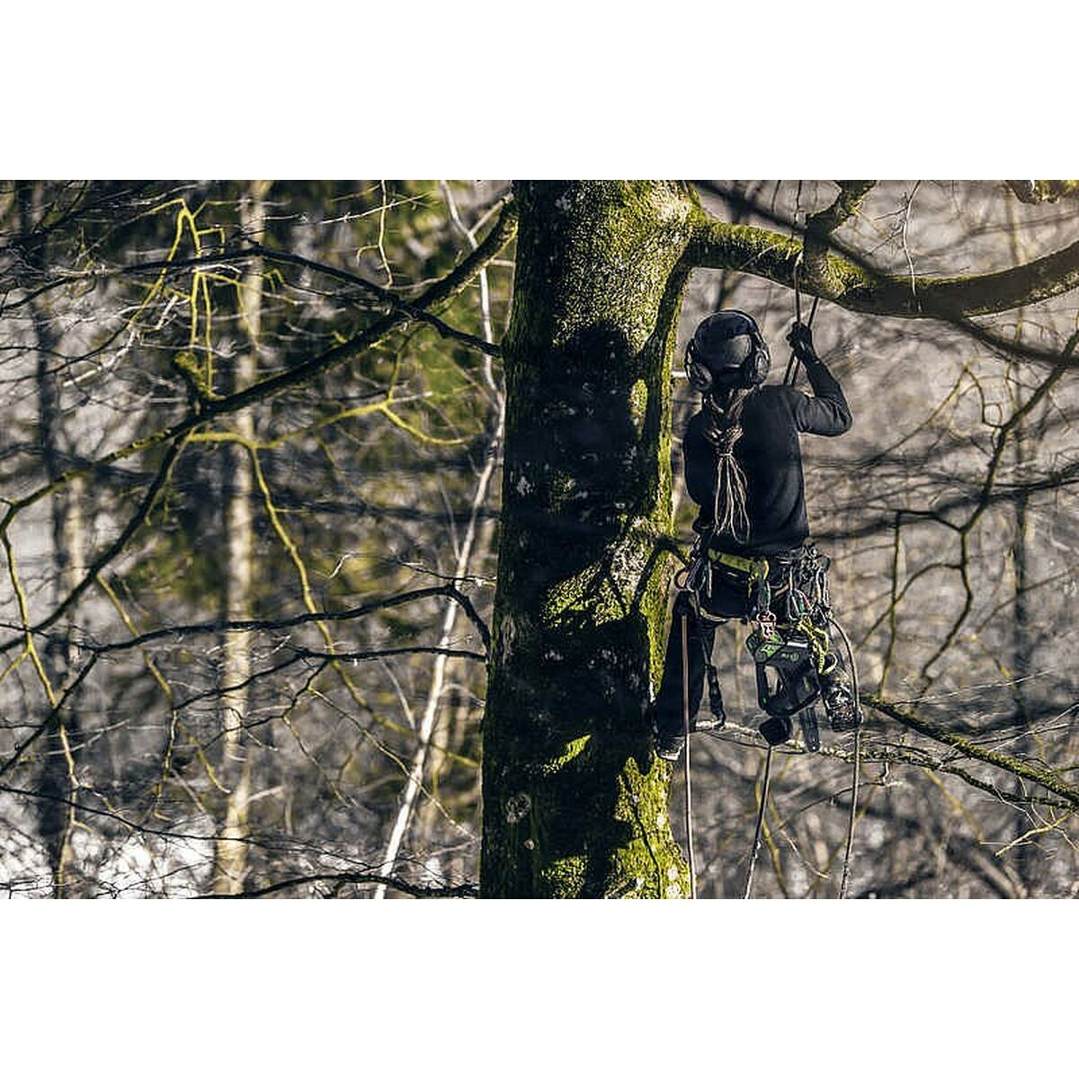 Ein Baumkletterer mit Ausrüstung und Seilen im Baum. Der Baum steht im Wald.